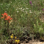 wildflowers