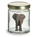 Elephant in a Jar