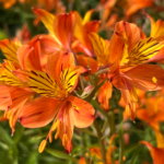 Alstromeria flower blossoms