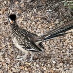 roadrunner