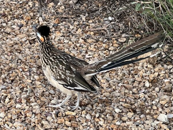 roadrunner